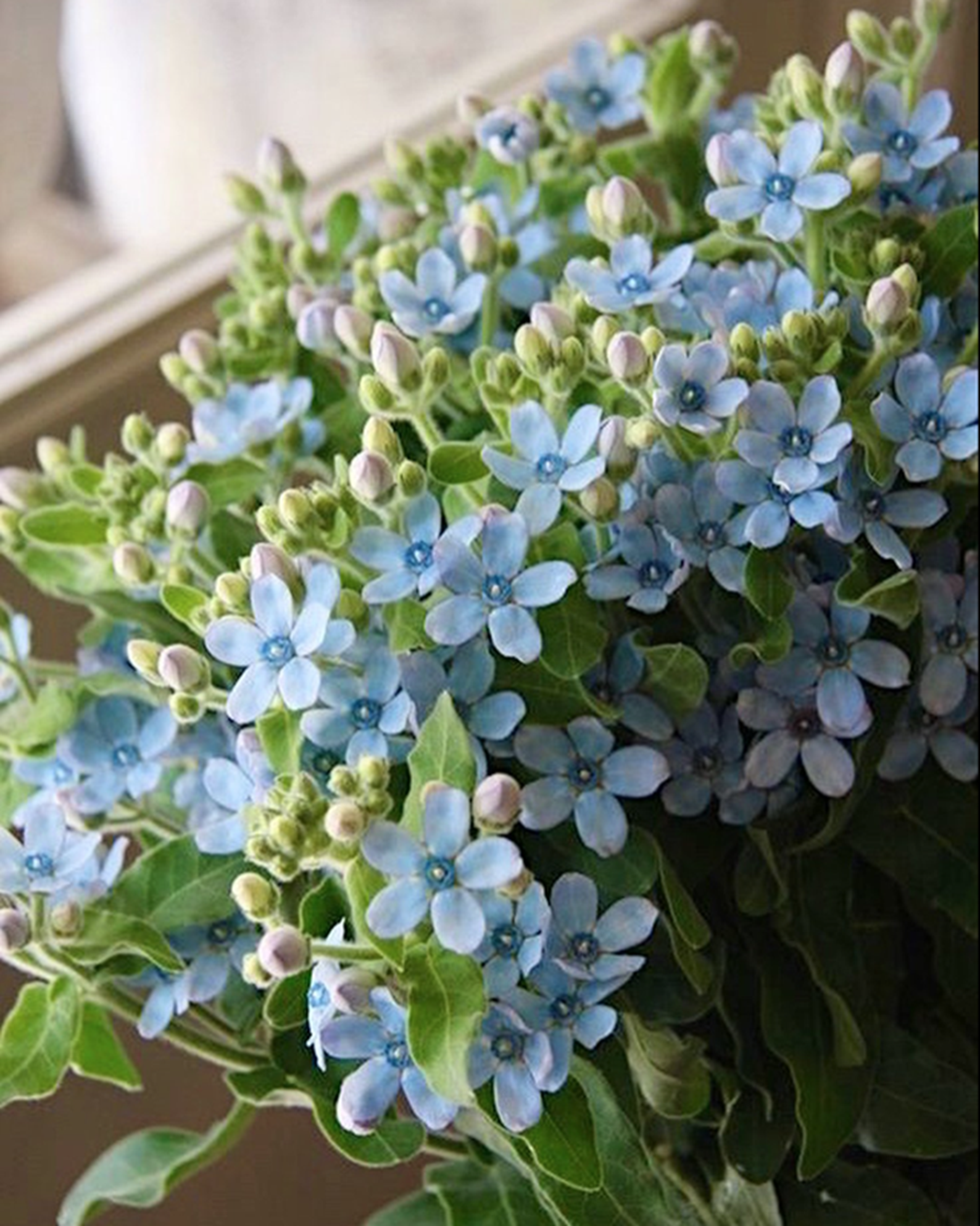 Các cách trang trí hoa sao xanh trong không gian sống để mang lại năng lượng tích cực trong phong thủy nhà ở-1