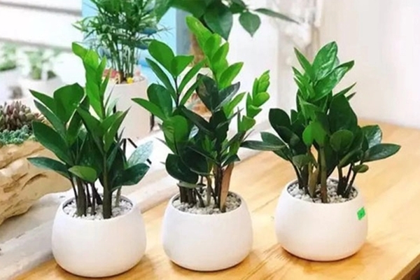 Choáng trước dàn 500 siêu cây cổ thụ được định giá cả tỷ đồng ở Nam Định-8