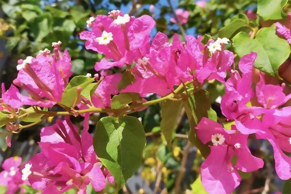 Hoa tuyết mai hợp mệnh gì? Đặt hoa tuyết mai ở đâu để hợp phong thủy?-4