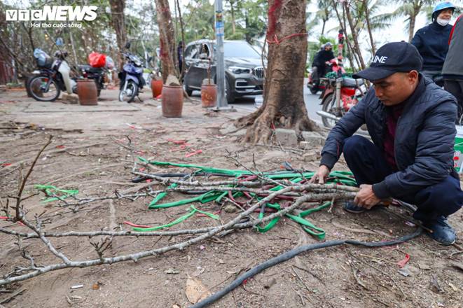 Hết Tết, người Hà Nội vẫn chi tiền triệu mua đào, lê rừng Tây Bắc-6