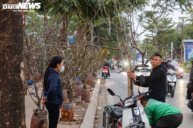 Hết Tết, người Hà Nội vẫn chi tiền triệu mua đào, lê rừng Tây Bắc-10