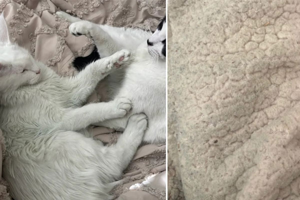 Bắt quả tang vợ đi chơi với nhân tình, chồng ngỡ ngàng phát hiện vợ đang qua lại với 2 người đàn ông khác-4