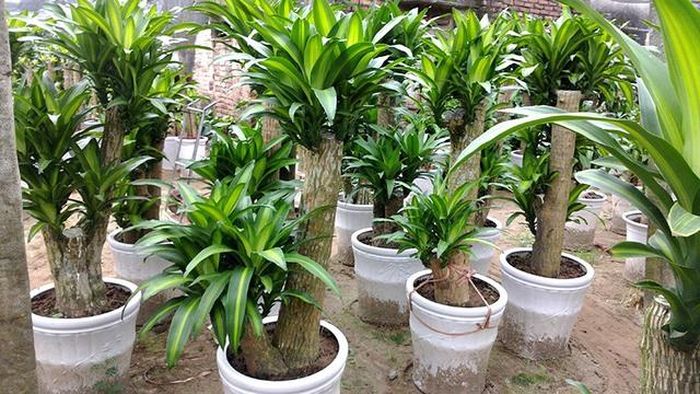 Nên đặt cây thiết mộc lan ở vị trí nào để hợp phong thủy?-3