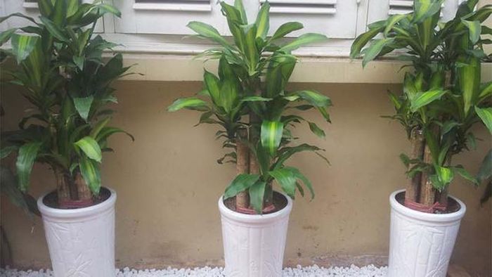 Nên đặt cây thiết mộc lan ở vị trí nào để hợp phong thủy?-2