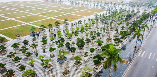 Choáng trước dàn 500 siêu cây cổ thụ được định giá cả tỷ đồng ở Nam Định-1