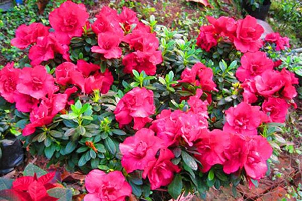 Những loại cây sau nếu trồng trong nhà sẽ làm giảm vượng khí-4