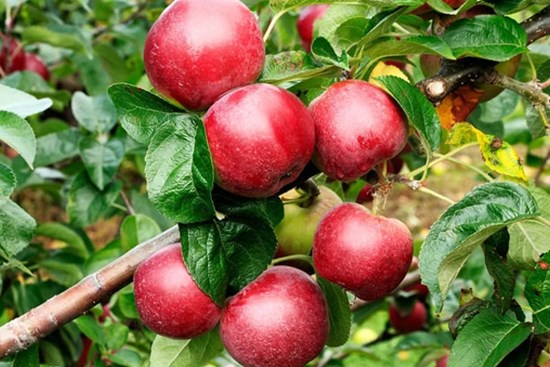 2 loại củ quả chứa đầy hạt vi nhựa nhưng được nhiều người Việt dùng mỗi ngày vì giàu dinh dưỡng