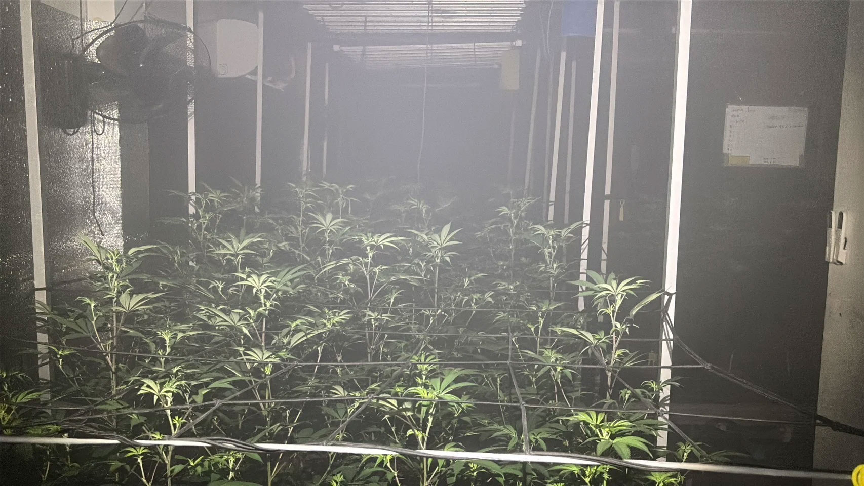 Cháy lớn tại cơ sở trồng cần sa ở Pattaya, nhiều người dân và du khách có biểu hiện bất thường-2