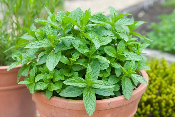 Ý nghĩa phong thủy của cây hoa dẻ-4