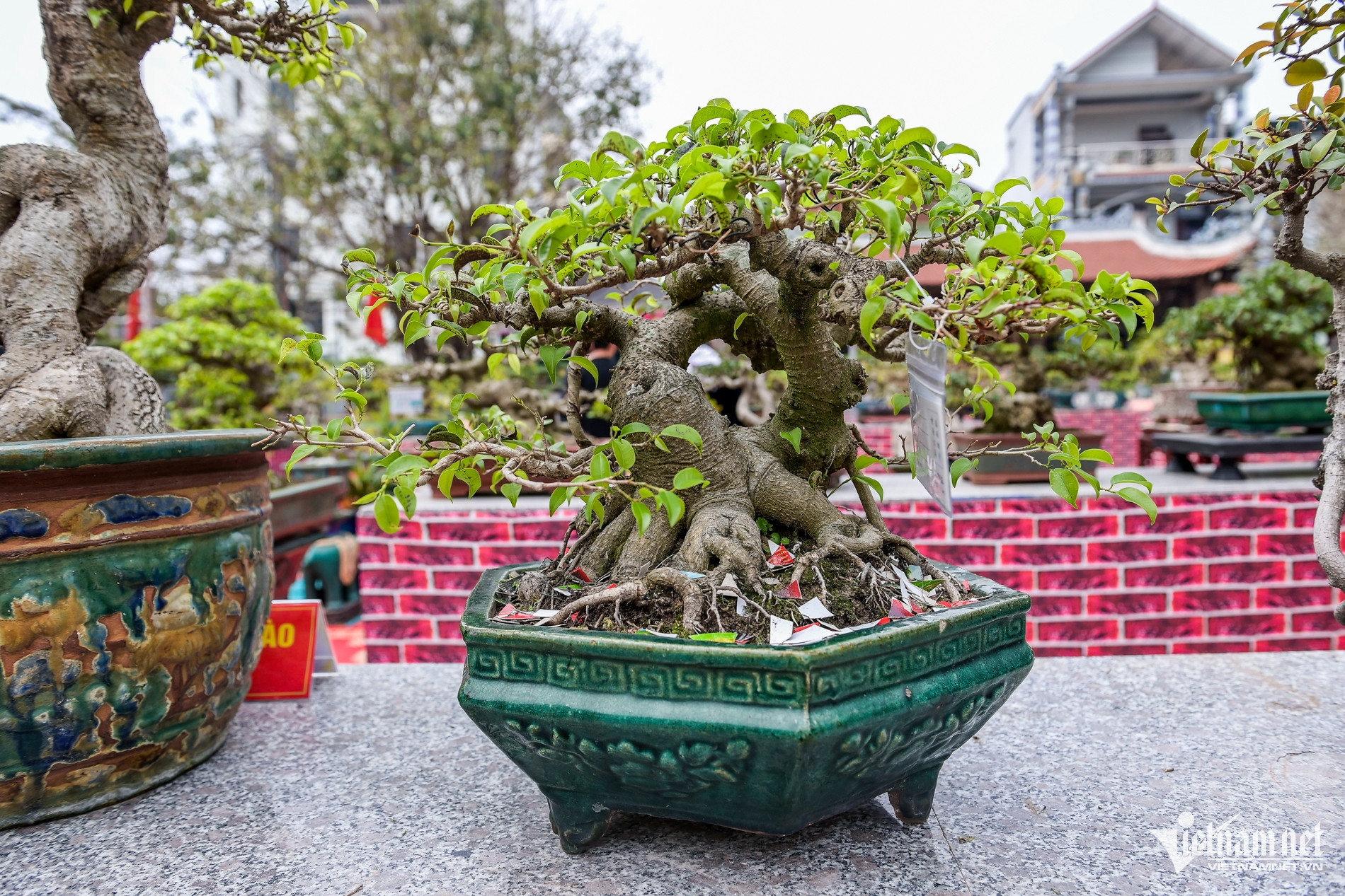 Người đàn ông ở Nam Định hơn 10 năm tạo ‘cây nịnh vợ’, giá nào cũng không bán-2