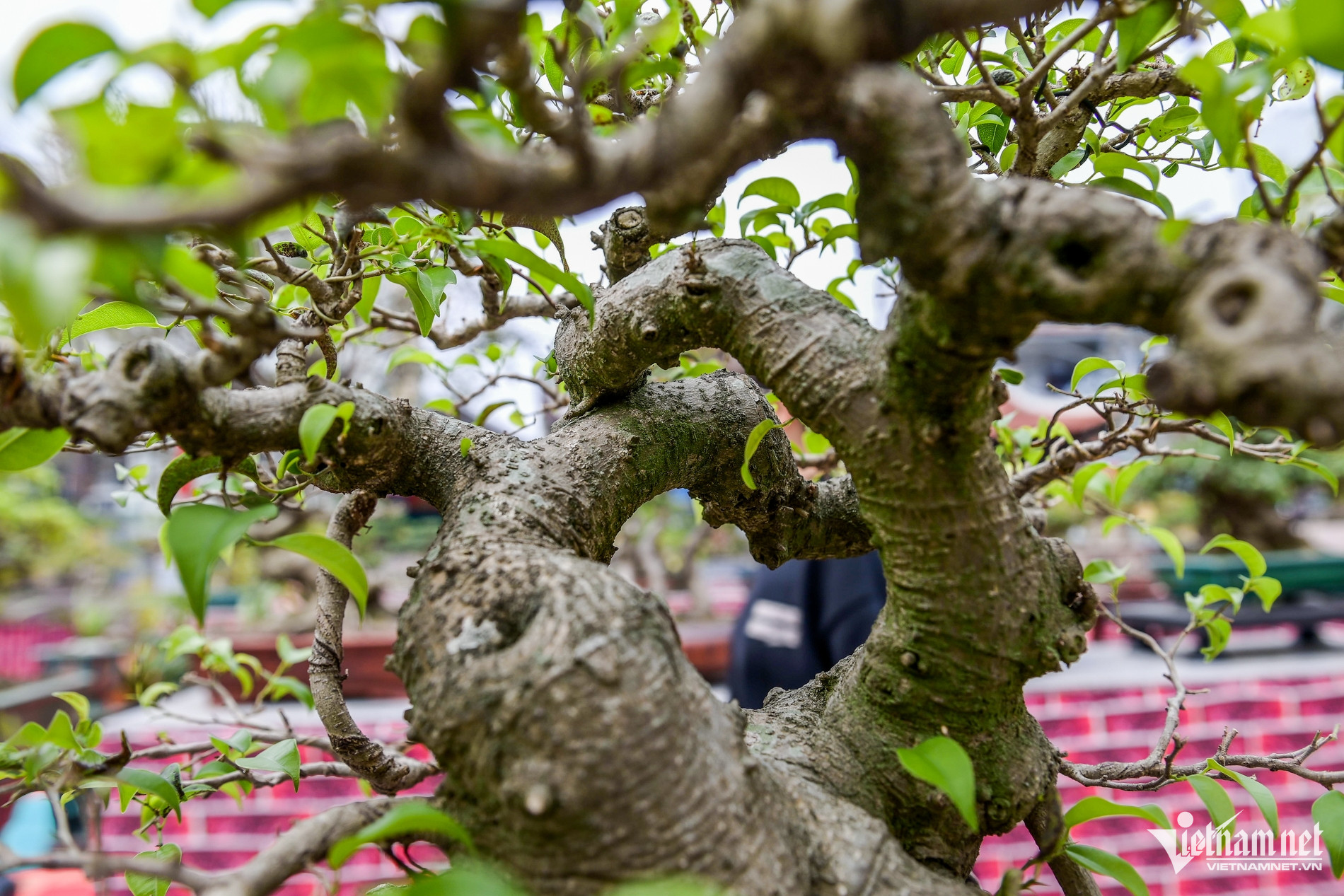 Người đàn ông ở Nam Định hơn 10 năm tạo ‘cây nịnh vợ’, giá nào cũng không bán-3