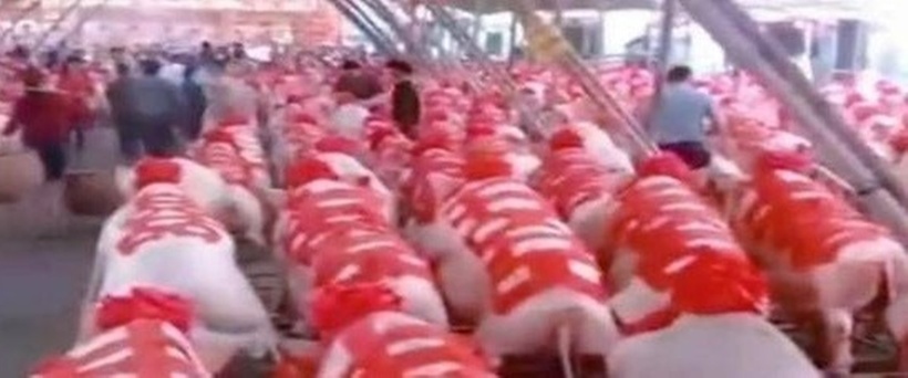 Cô dâu gây sốt khi mang 288 con lợn về nhà chồng, gia thế chú rể cũng không phải dạng vừa-1