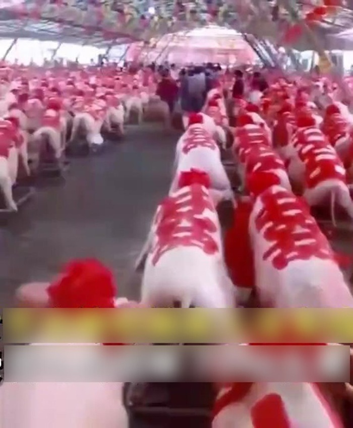 Cô dâu gây sốt khi mang 288 con lợn về nhà chồng, gia thế chú rể cũng không phải dạng vừa-2