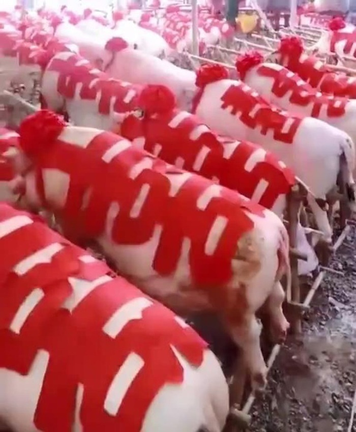 Cô dâu gây sốt khi mang 288 con lợn về nhà chồng, gia thế chú rể cũng không phải dạng vừa-3