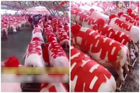 Cô dâu gây sốt khi mang 288 con lợn về nhà chồng, gia thế chú rể cũng