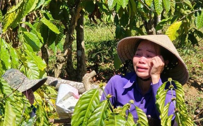 Anh rể phá vườn cà phê để em vợ... cho quan hệ tình cảm?-3