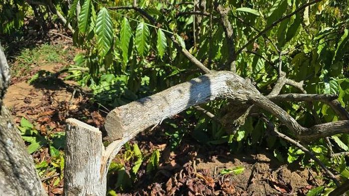 Anh rể phá vườn cà phê để em vợ... cho quan hệ tình cảm?-2