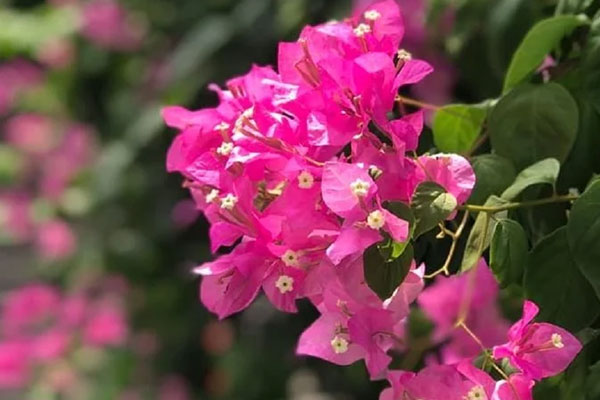 Vì sao nên tuốt lá cho cây hoa giấy?-4