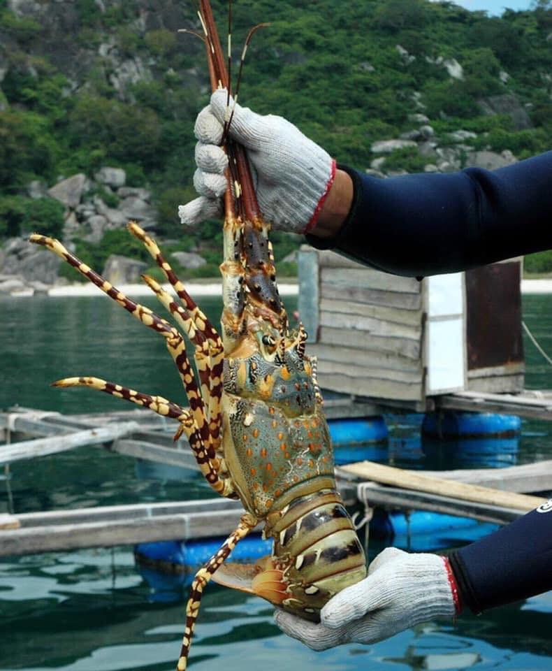 Chỉ 1 tháng, dân Trung Quốc chi gần 1.800 tỷ mua tôm hùm Việt Nam-1