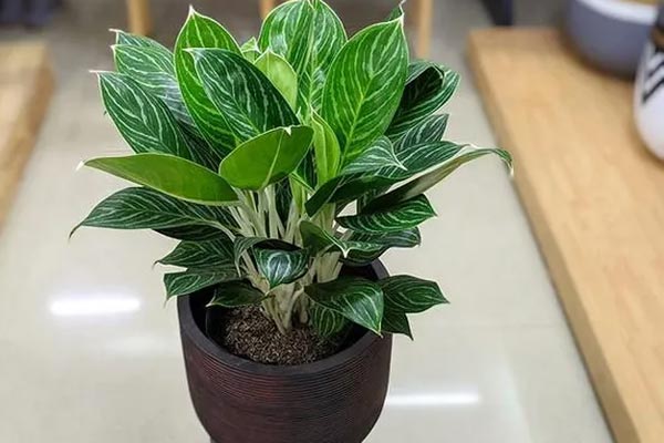 Bí quyết hút tài lộc và may mắn khi trồng hoa sen, người tuổi nào hợp phong thủy với hoa sen?-4