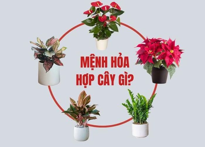 Đây mới là cây phong thủy cho người mệnh Hỏa để thu hút tài lộc và may mắn-1