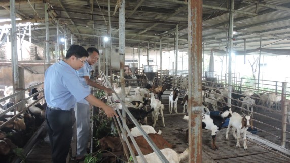 Nuôi con hiền lành, mắn đẻ, anh nông dân nhẹ nhàng thu lãi 2 tỷ đồng/năm-1