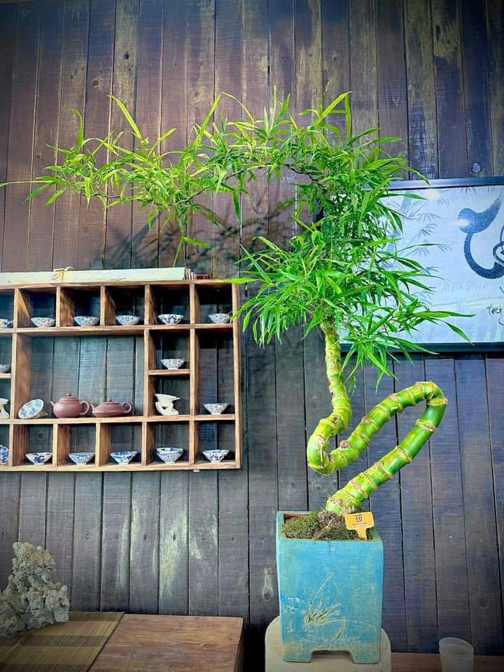 Loại cây quen thuộc mọc bờ bụi lên chậu thành bonsai có giá hàng trăm triệu đồng-4