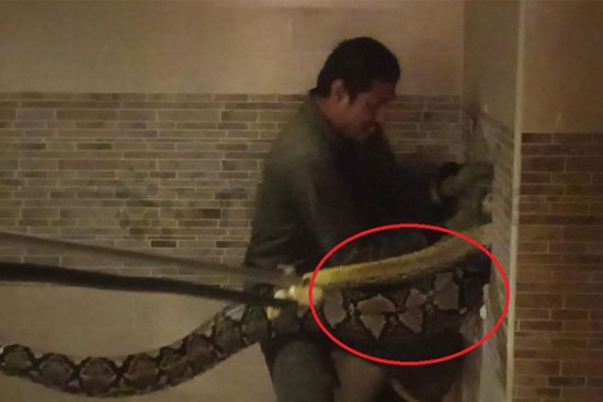Người đàn ông tay không bắt sống