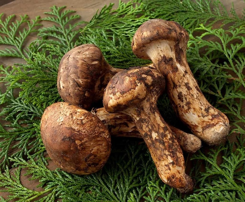 Giải mã cơn sốt nấm Matsutake - loại nấm đắt hơn vàng, giới siêu giàu lùng sục khắp thế giới-1