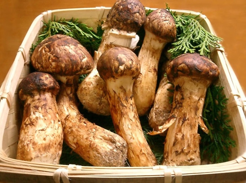 Giải mã cơn sốt nấm Matsutake - loại nấm đắt hơn vàng, giới siêu giàu lùng sục khắp thế giới-3