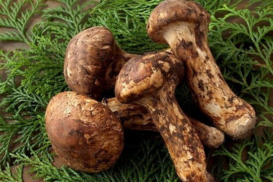 Giải mã cơn sốt nấm Matsutake - loại nấm đắt hơn vàng, giới siêu giàu lùng sục khắp thế giới