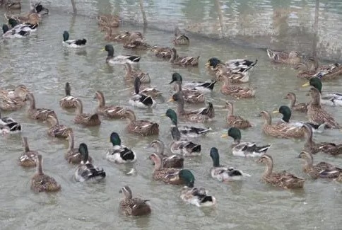 Nuôi con đặc sản dân nhậu thích mê, người đàn ông kiếm hơn 30 tỷ đồng/năm-1