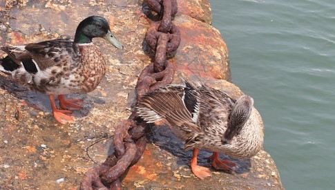 Nuôi con đặc sản dân nhậu thích mê, người đàn ông kiếm hơn 30 tỷ đồng/năm-2